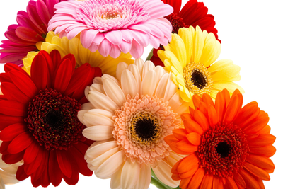 20 GERBER DAISY Mixed Colors Gerbera Jamesonii Barberton African Flower Seeds
