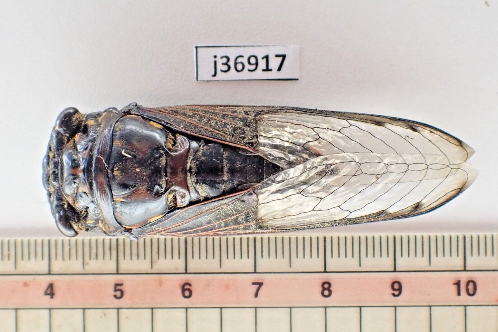 標本 Australia Cicadoidea sp. 65mm j36917. Insects, Cicada sp. Vietnam Central | eBay