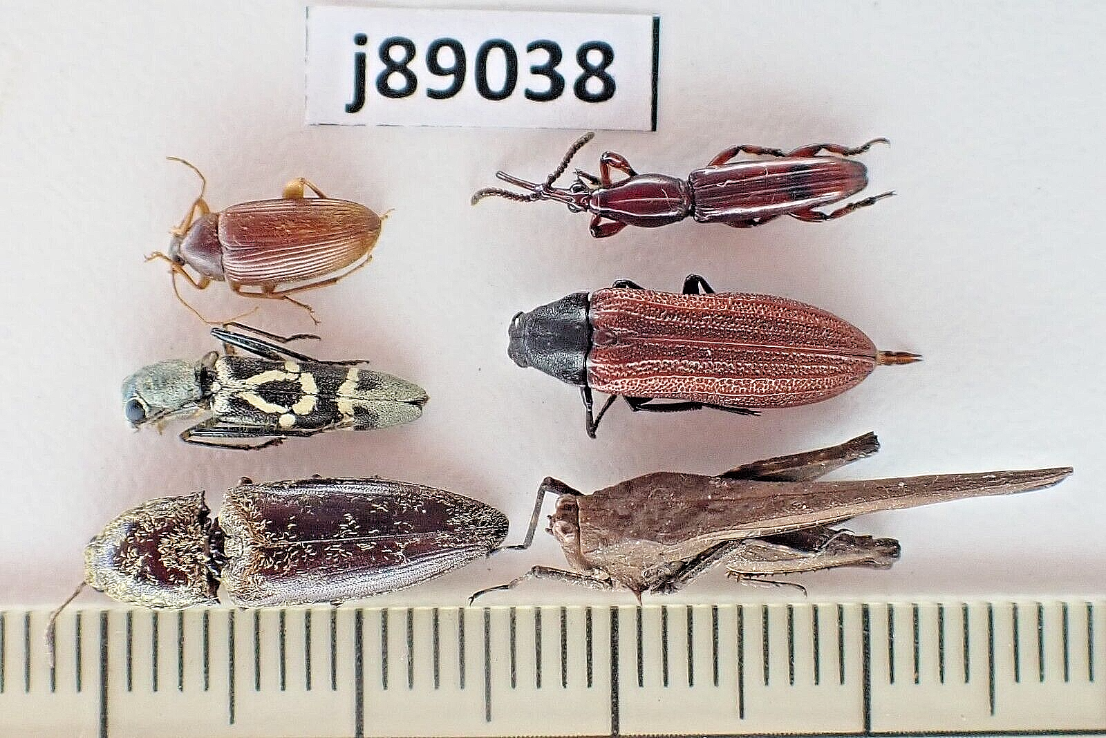 北北西に曇と往け = NORðNORðVESTUR,INN Í SKÝJABA… 北北西に曇と往け = NORðNORðVESTUR,INN Í SKÝJABA… M19981