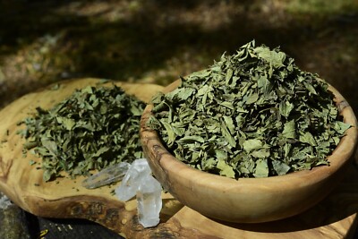 CALEA ZACATECHICHI | The Mexican Dream Herb | Lucid Dreaming | Wild Harvest