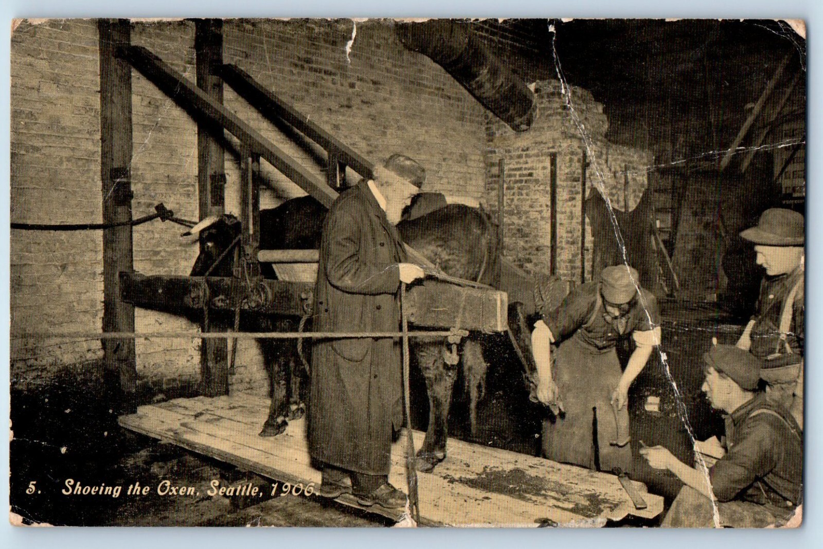 Angophora – Scenes Seattle Washington WA Postcard Shoeing Oxen Scene Interior