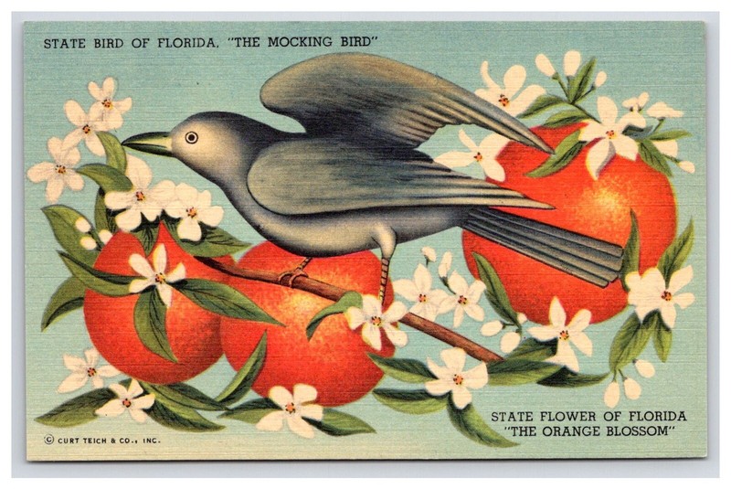 Postcard: FL State Bird And State Flower, Florida - Unposted | eBay