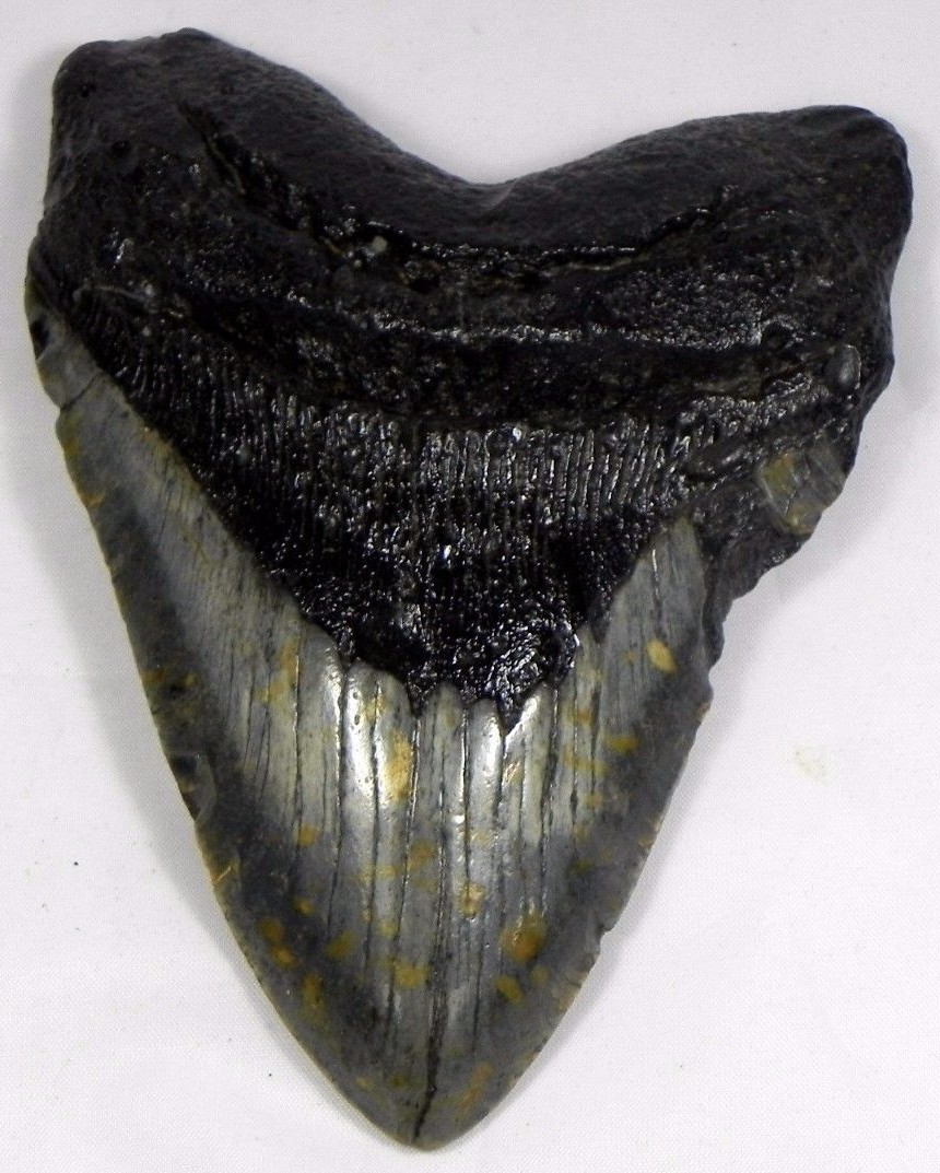 販売売筋品 5 3 4は 化石のmegalodon有史以前のサメ歯歯を少しずつ動かします 大きな色 コレクション 鉱石 化石 岩石 初 売り Www Hexenkessel Bz