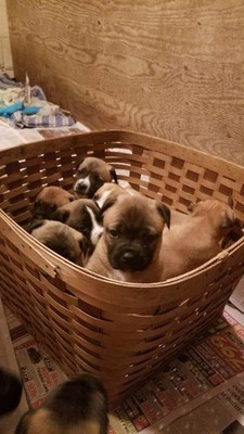 Geauga Mama Dogs and Pups, Inc.