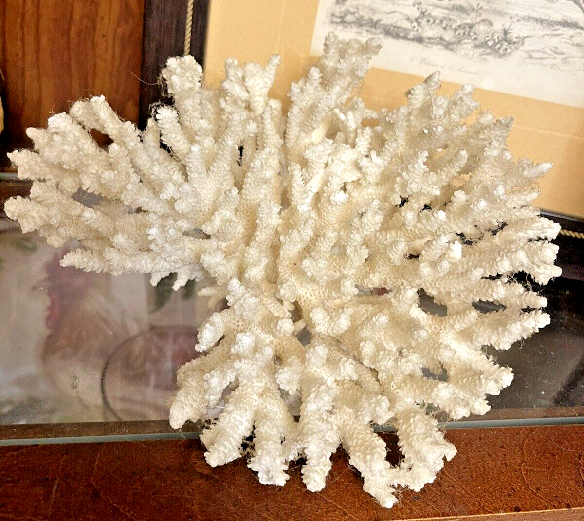 Natural Genuine Branch Coral White Reef Aquarium Fish Tank Beach decor Ocean