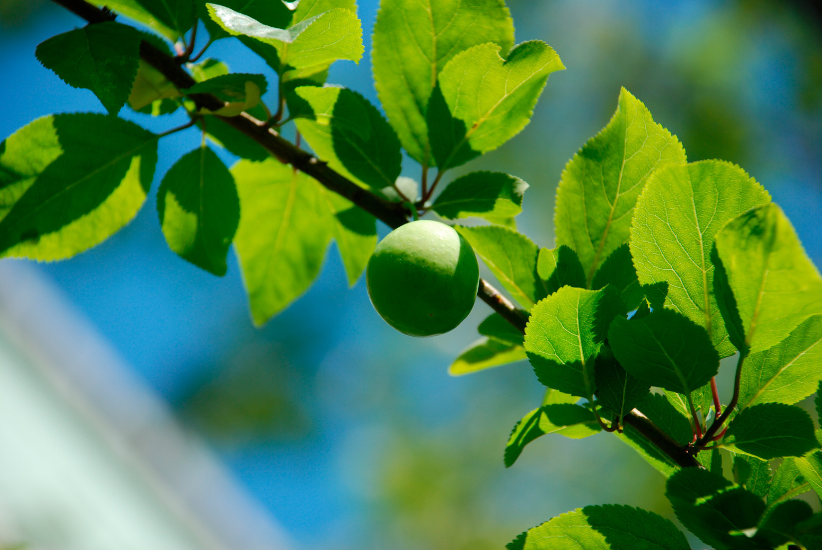 Cambridge Gage Plum Tree 45ft 6L Pot SelfFertile With Honey Flavour