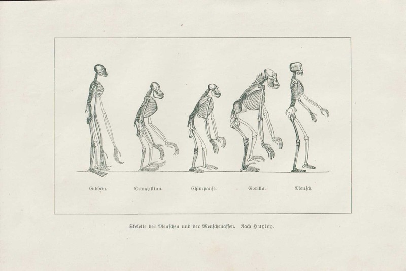 Squelette Mensch (Homme) Singes Menschenaffen Pression De 1901 Gorilla Orange