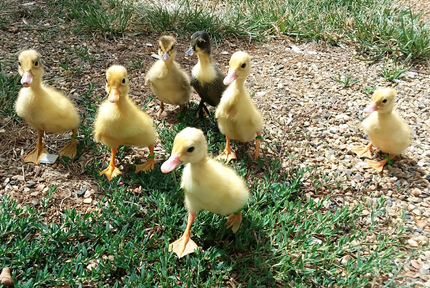ducks for sale in New South Wales | Livestock | Gumtree Australia Free