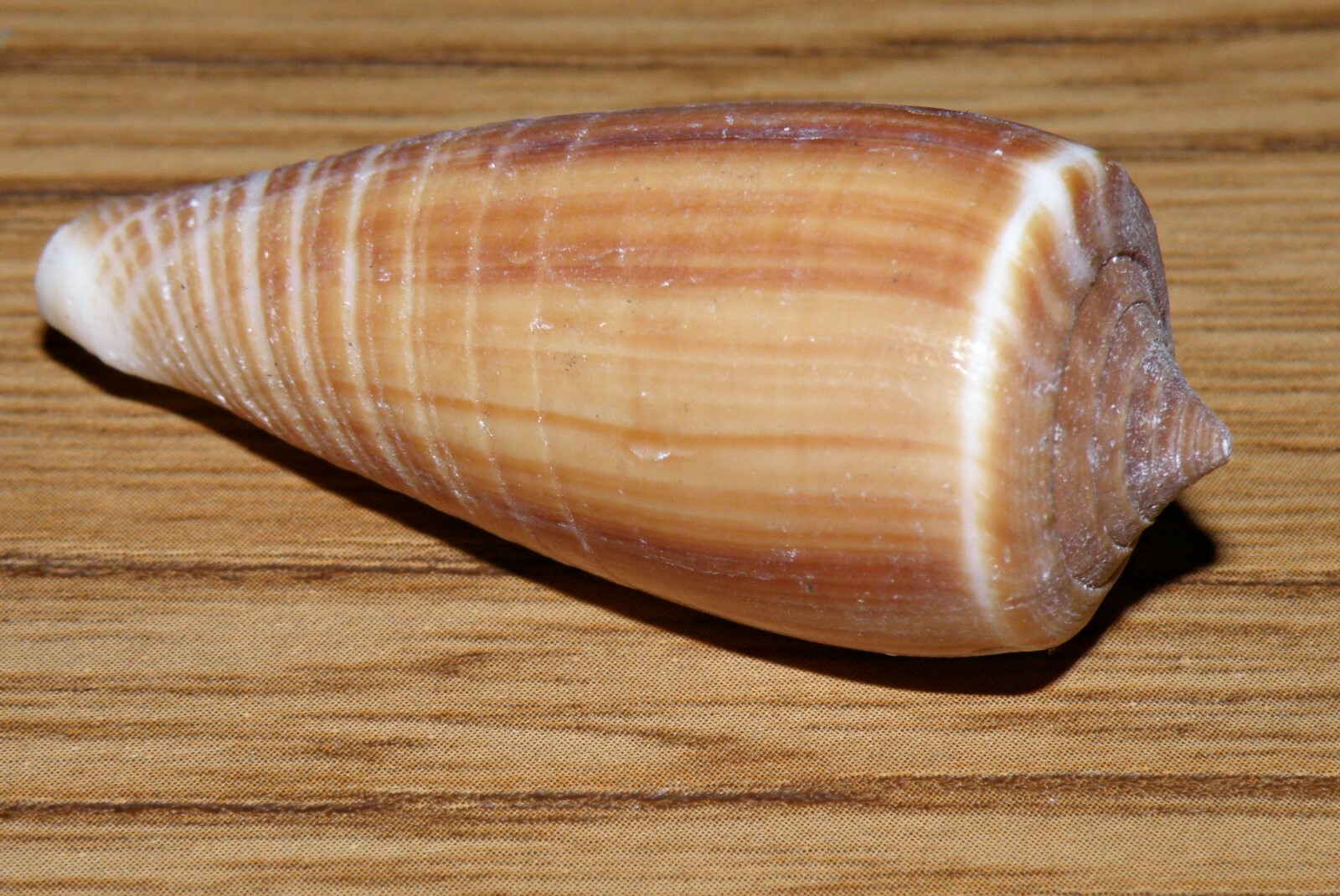 Assorted seashells 2