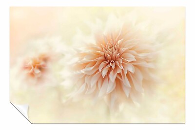 Cafe 'Au lait' Dahlia Picture Print, Wall Art Pictures for Home Decor