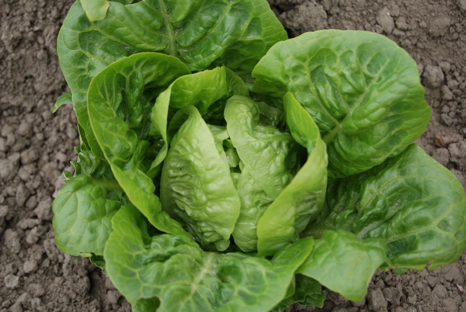 Vegetable - Lettuce - Little Gem - 1000 Seeds - Economy | eBay