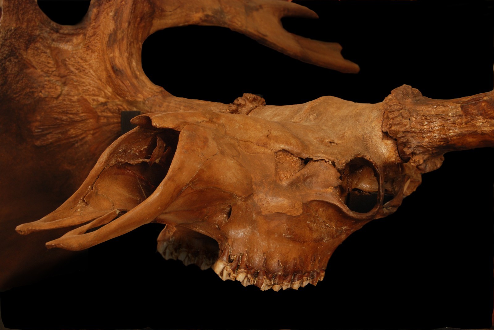 Extremely Rare Fossil Ice Age American Elk Skeleton