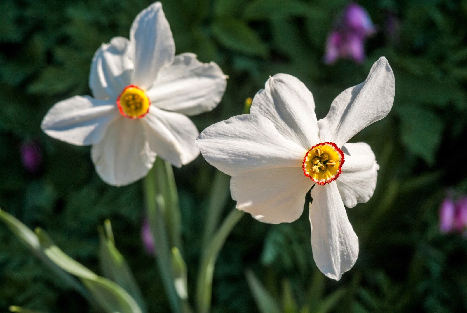 Daffodils bulbs Narcissi Dwarf Spring Flowering Narcissus