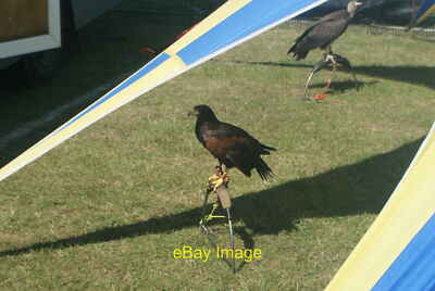 Photo 6x4 View of a Harris Hawk sitting on its perch in the Steam and Cid c2015