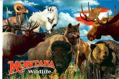 NEW 4x6 Unposted Postcard Montana Wildlife bison mountain goat bear elk animals