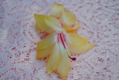 Christmas Cactus Starter Plant ~~Gold Fever~~ Schlumbergera Truncata