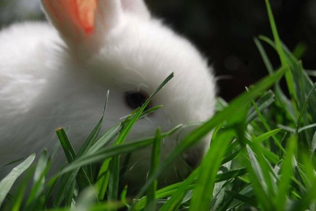 baby rabbits for sale gumtree
