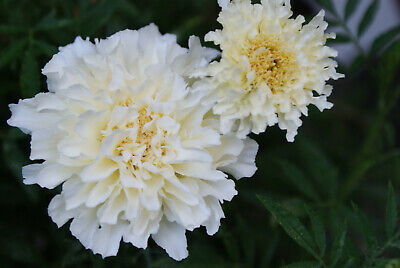 Tagetes halbhoch weiß - 50 Samen