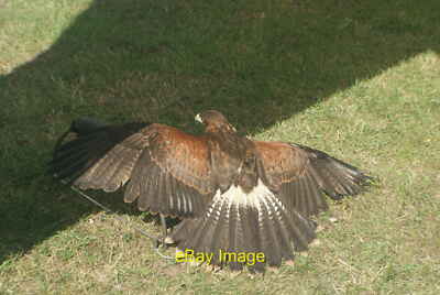 Photo 6x4 View of a Harris hawk sunbathing in the Steam and Cider Festiva c2015