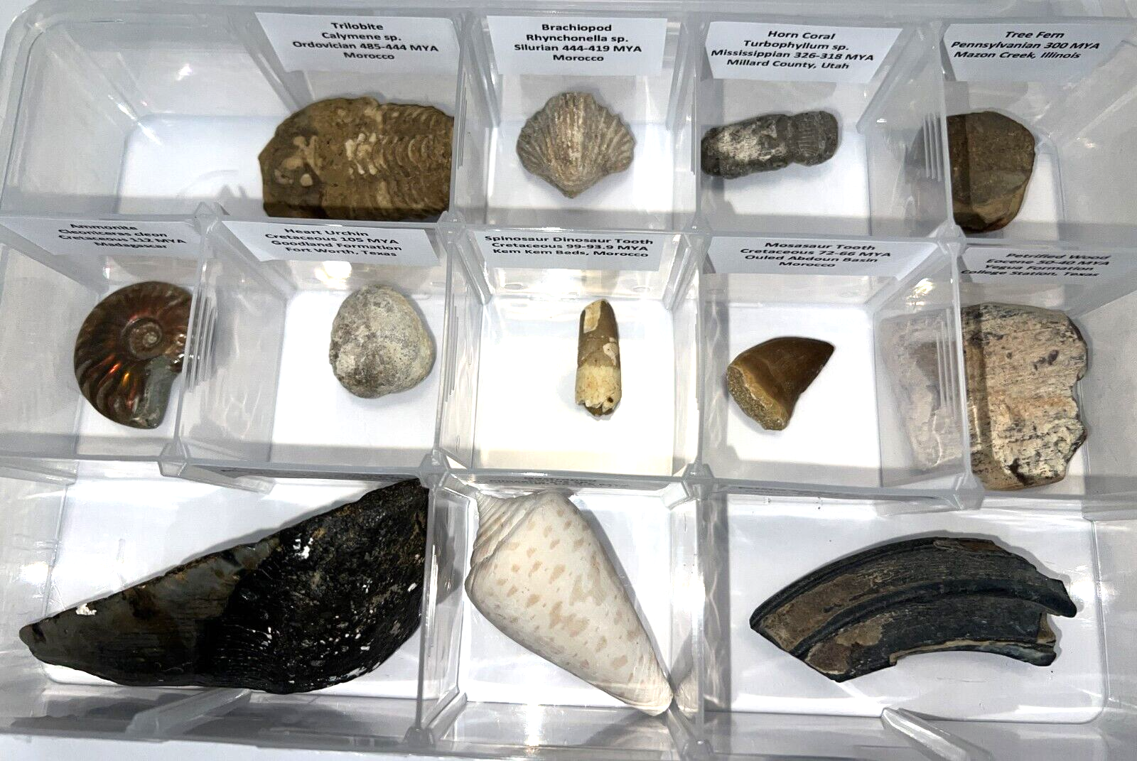 Labeled REAL 12 Fossil Collection in a Case MEGALODON, DINOSAUR TOOTH, TRILOBITE
