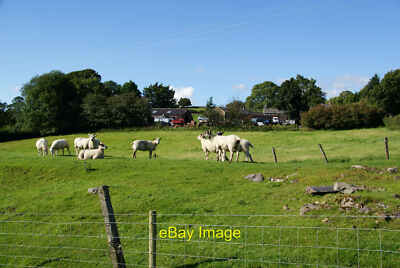Photo 12x8 Masongill Lowfields The sheep in the foreground are on the form c2010