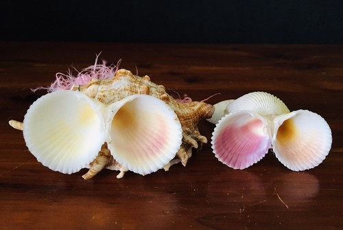 Vintage Folk Art Sea Shell Figure Lot Owl & Clown Googly Eyes