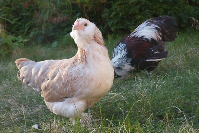 6 PUREBRED SALMON FAVEROLLE BANTAM HATCHING EGGS