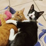 alexor_9592