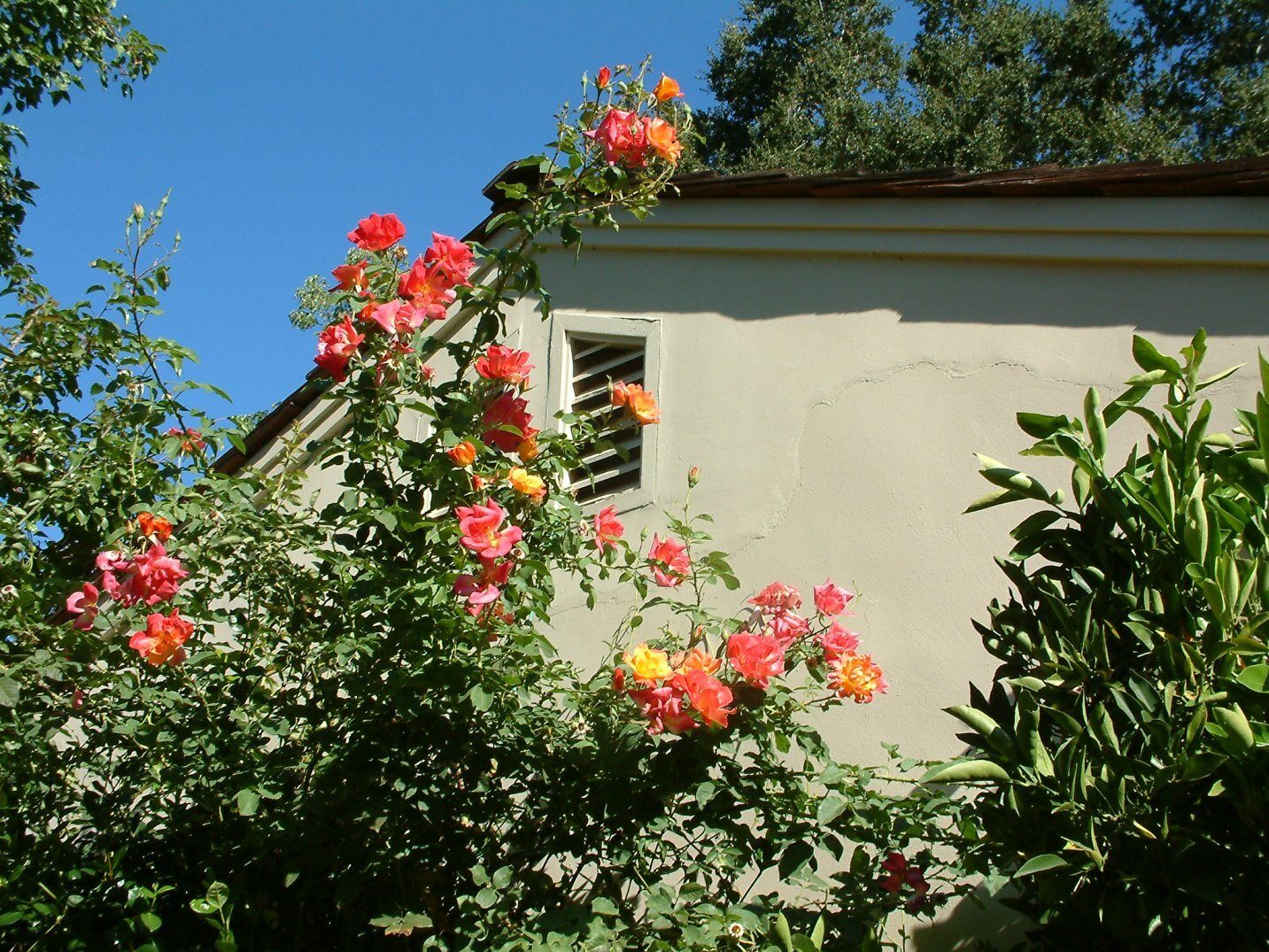 Live Rose (climbing, bicolor) - Rosa climber 'Joseph's Coat' Plant Fit 5Gal Pot