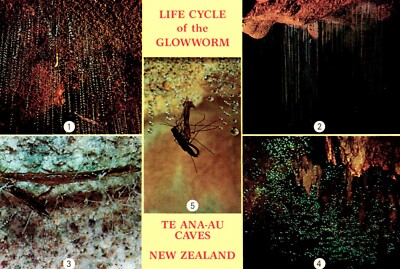 Life Cycle Of The Glowworm Te Ana-Au Caves New Zealand Postcard