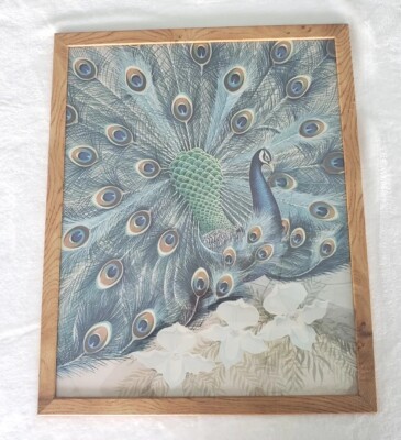  Vintage Wood Framed Peacock Print W/Glass Richard Montambault 21 1/8'' X 17 1/8''