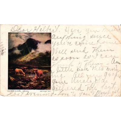 Antique 1907 Highland Cattle Postcard Heather Bloom Cameron Hubbard TX Postmark