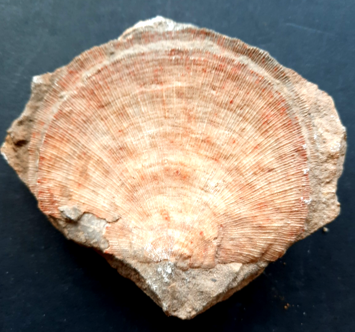 Fossil Brachiopod  on Matrix