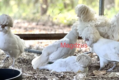 6 Show Quality Self White Bantam Polish￼ hatching Eggs Smooth And Frizzled
