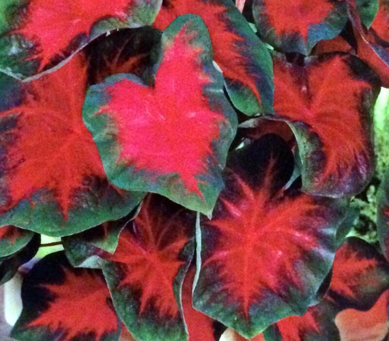Gorgeous~Florida Cardinal Fancy-Leaf Caladium Bulbs~Red/Green~Sun Tolerant