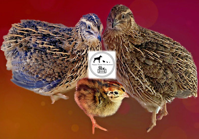 36 - Jumbo Brown (Pharoah) Coturnix Quail Hatching Eggs
