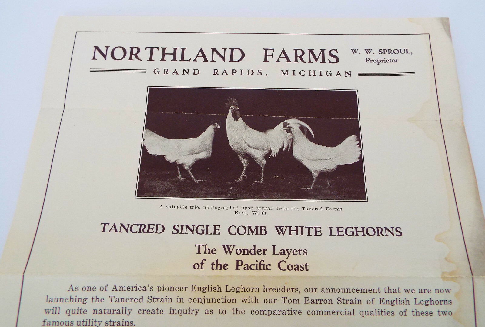 NORTHLAND FARMS Ad Sproul Grand Rapids Chicken Breeder Leghorns Eggs Price List