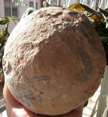 Dinosaur Egg Vatican