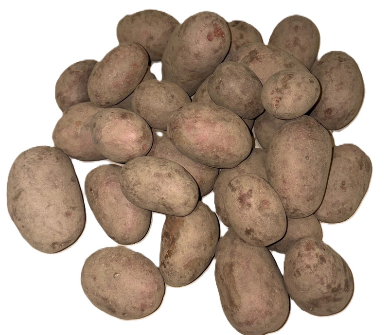 Pflanzkartoffel, Saatkartoffel, Verschiedene Sorten Annabelle, Cilena, Usw 2,5kg