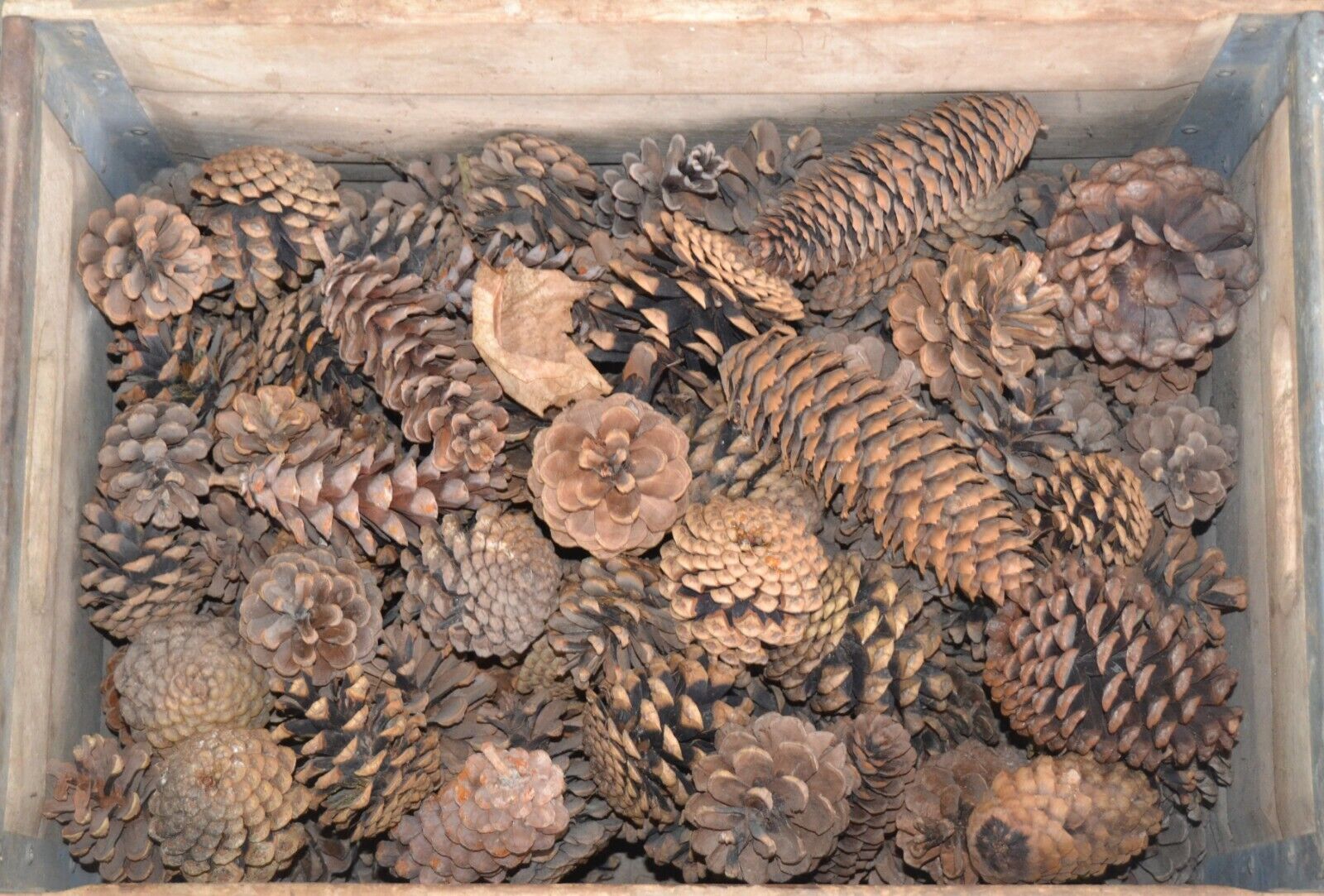 pine cone lot of 2 styles box full Crate Full Crate not included