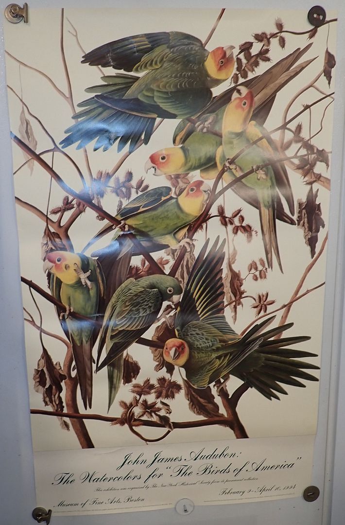 John James Audubon Watercolors Birds Americas Boston Museum
