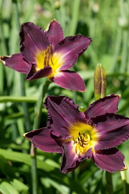 Hemerocallis 'Strutter's Ball' Taglilie, Blütenpracht, winterhart P1