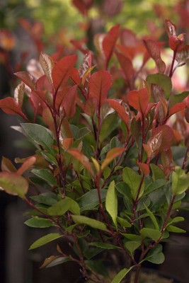 Photinia fraseri 'Little Red Robin', Glanzmispel, rot, 20–30 cm