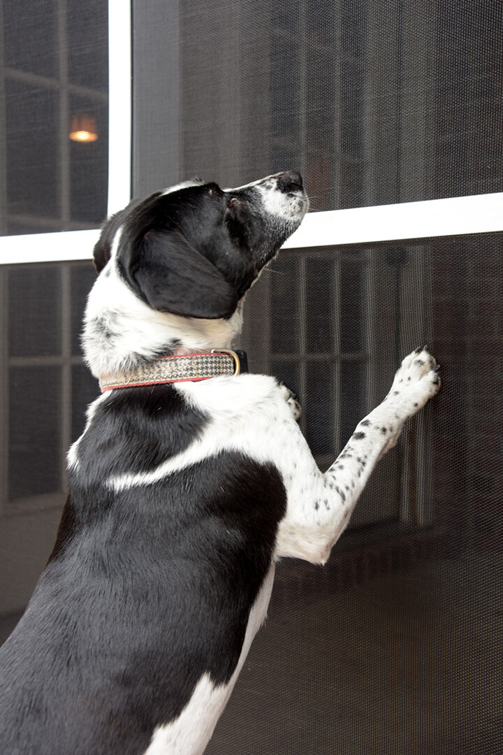 Phifer Pet Resistant Screen Mesh Custom Sizing Available eBay