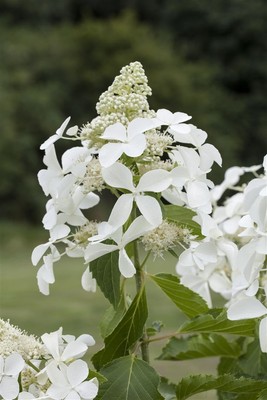 Rispenhortensie 'Skyfall' P9 15-20cm, winterhart & blütenreich