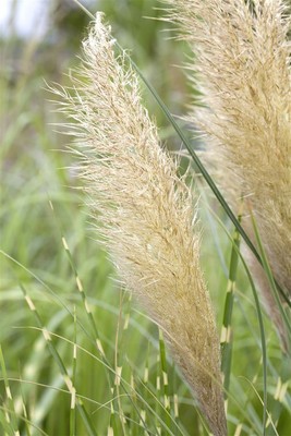 Cortaderia selloana 'Pumila' P9 Zwerg-Pampasgras, winterhart & robust