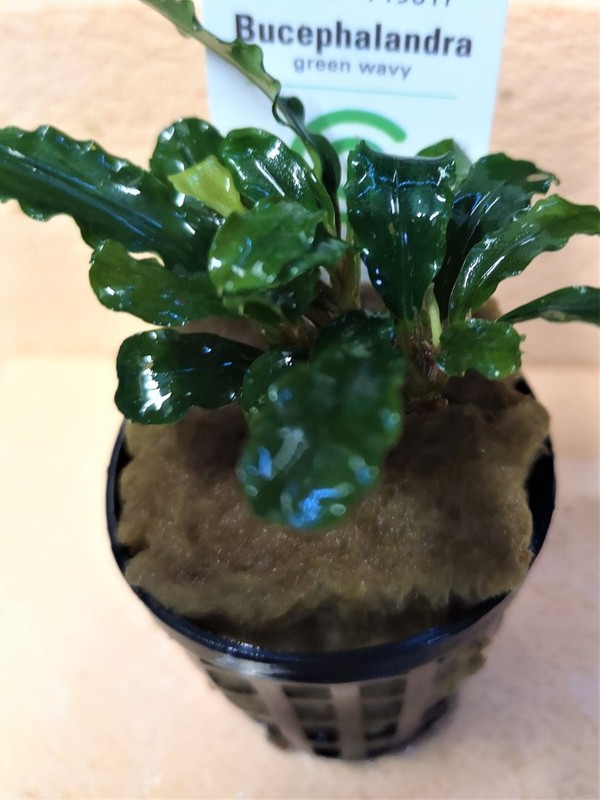 Bucephalandra Green Wavy - Plante Aquarium - Plante Aquatique