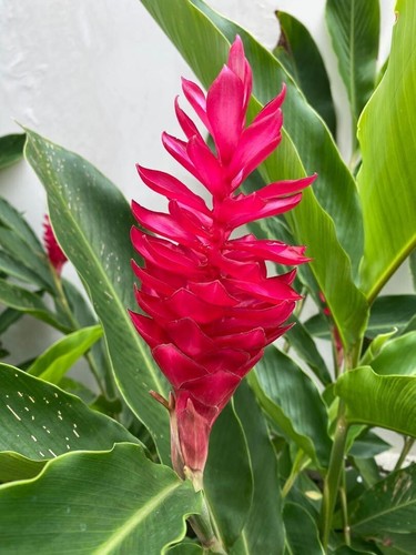 Hawaiian Red Ginger live rhizome tropical plant exotic Alpinia purpurata 