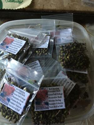 Red Burning Bush or Shrub ~ Shows Beautiful Fall Foliage ~ 50 Seeds   USA Seller