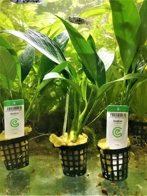Anubia Congensis Plante Aquatique - Plante Aquarium
